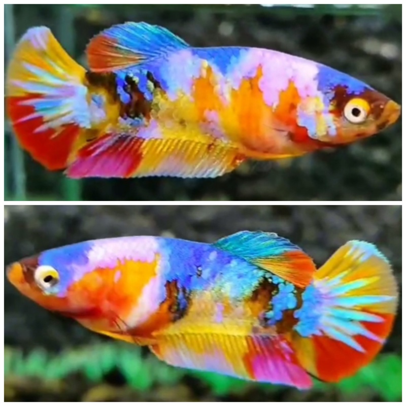 Female Multicolour #3