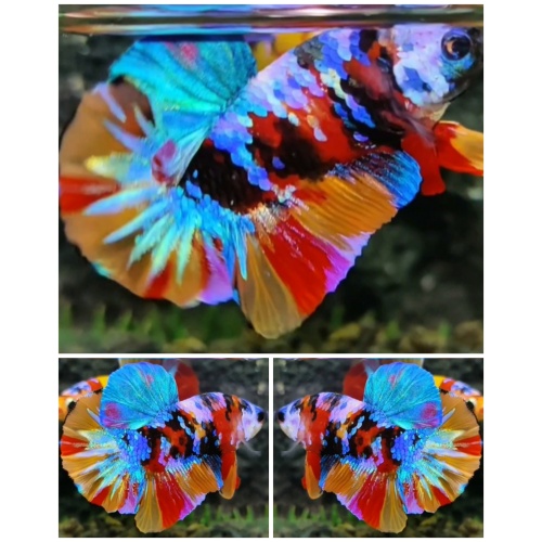 Multicolour #3