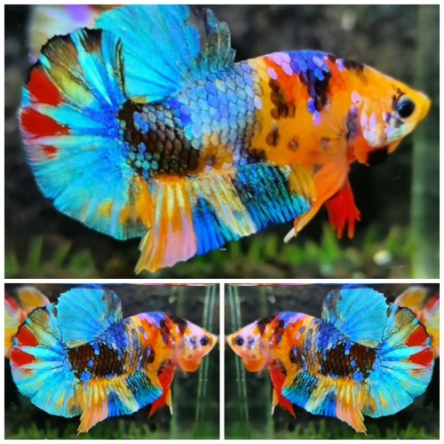 Multicolour #2