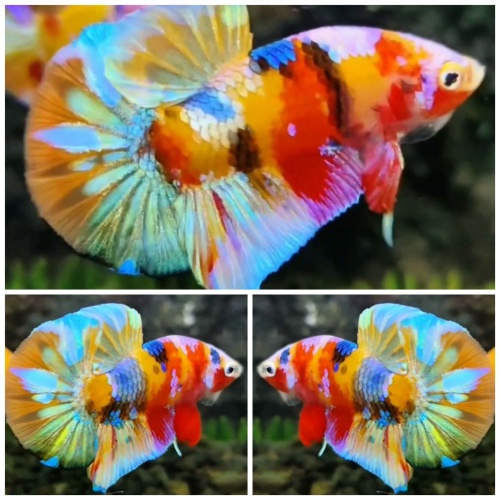 Multicolour #1