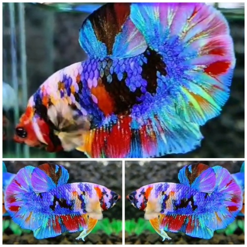 Multicolour #5