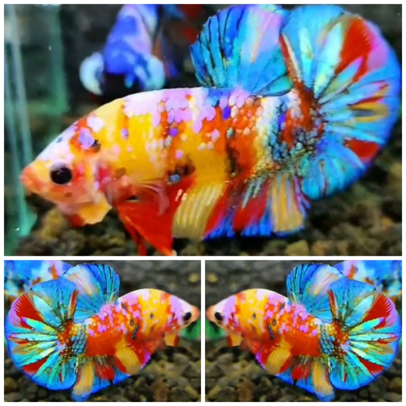Multicolour #4