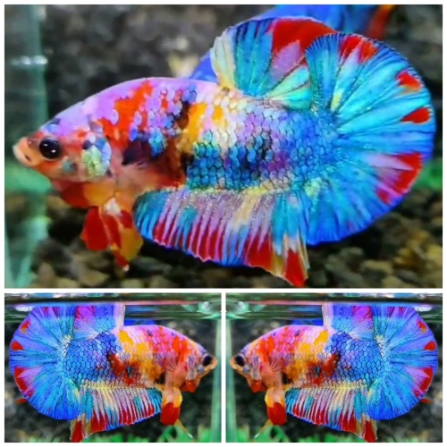 Multicolour #8