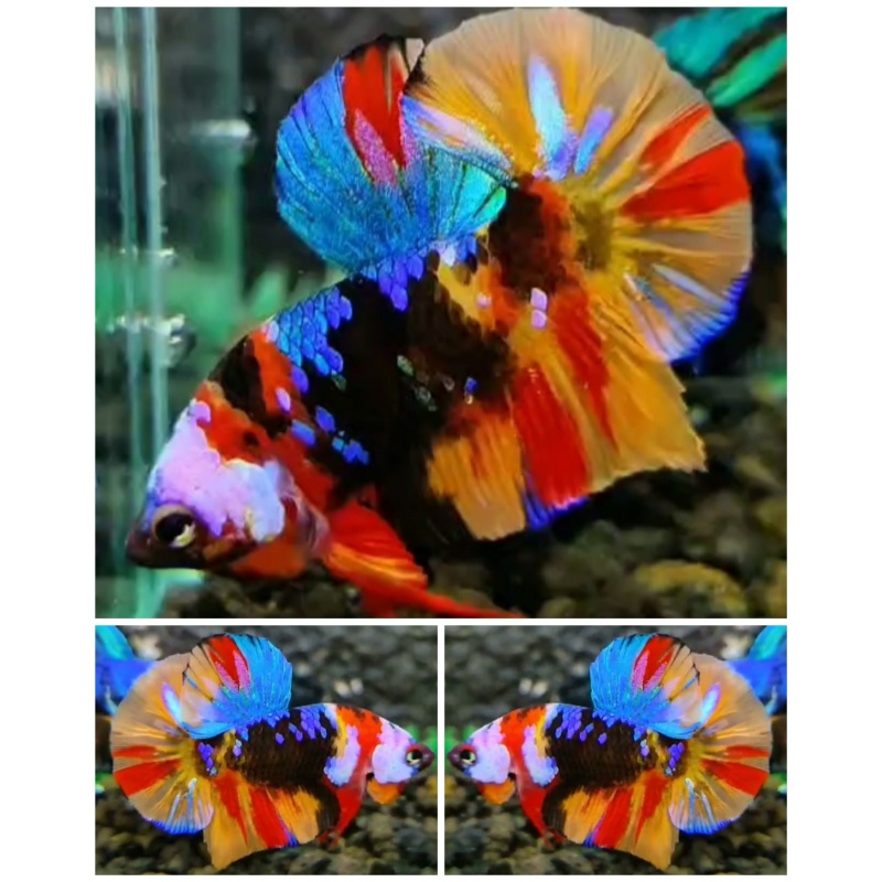 Multicolour #7