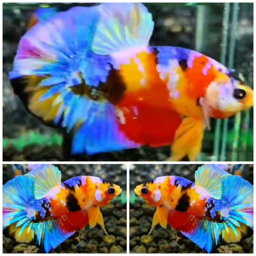 Multicolour #6