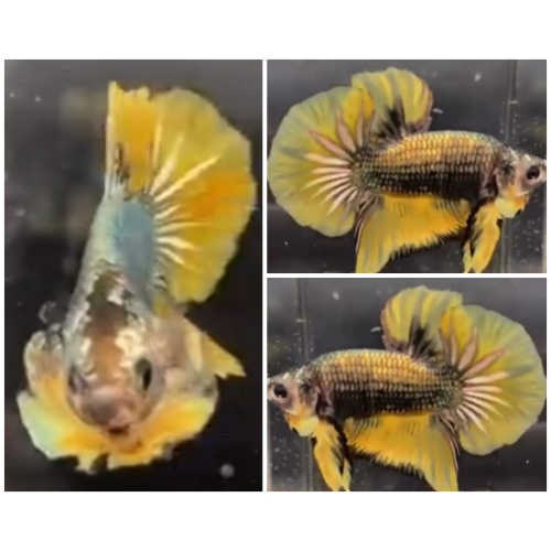 Yellow Copper HMPK