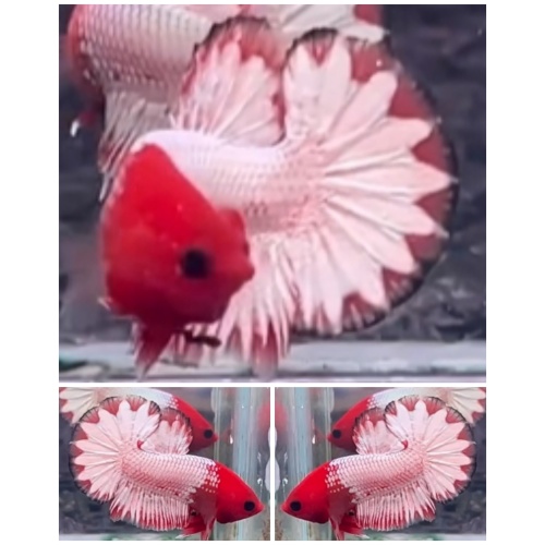 Red Head Star Tail