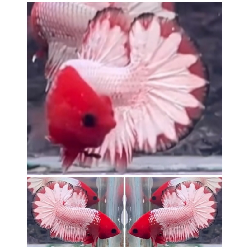 Red Head Star Tail