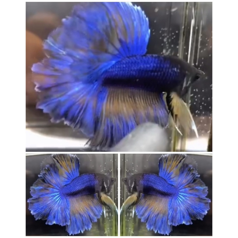 MG Rose Tail