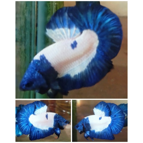Top Blue Mask