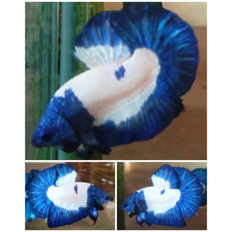 Top Blue Mask