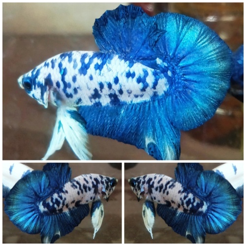 Sweet Blue Dot