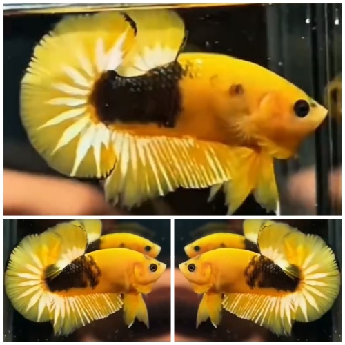 Yellow FCCP