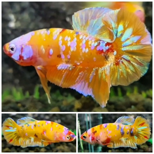 Pair Yellow Base Galaxy