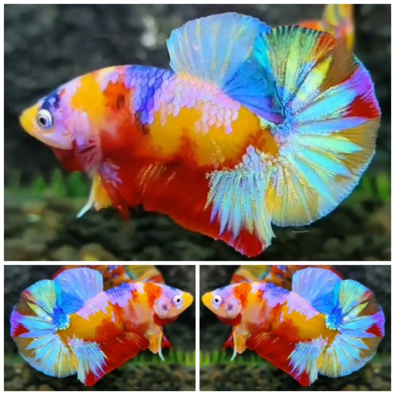 Lovely Multicolour