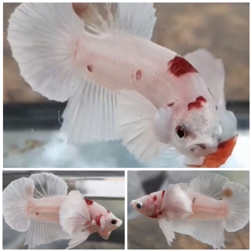 VIP Dumbo Tancho