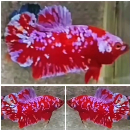 Best Red Purple Galaxy