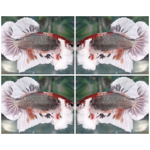 Marble Copper Dumbo