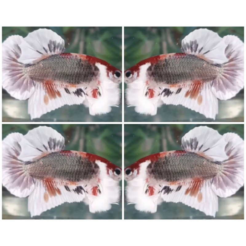 Marble Copper Dumbo