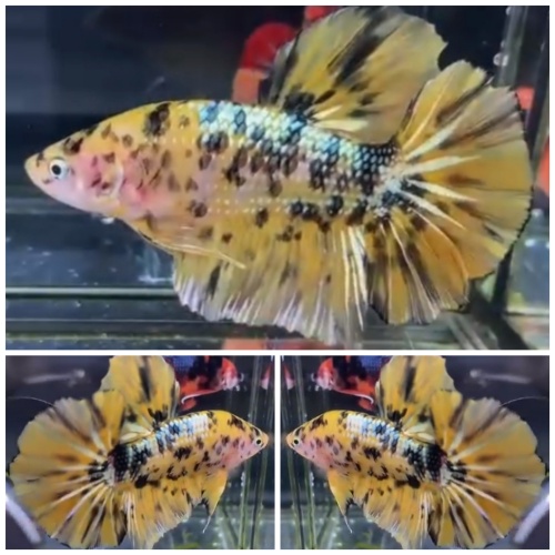 Giant Yellow Tiger (6,5cm)