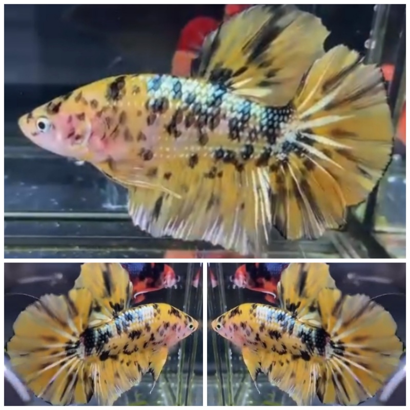 Giant Yellow Tiger (6,5cm)