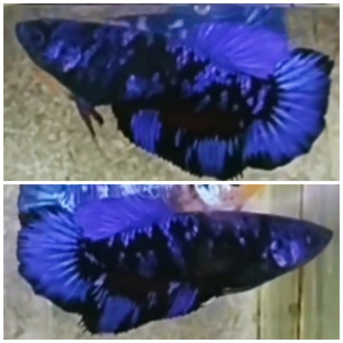 Female Avatar Blue