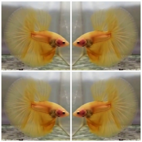 Yellow HM