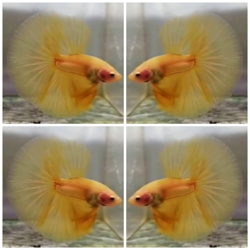 Yellow HM