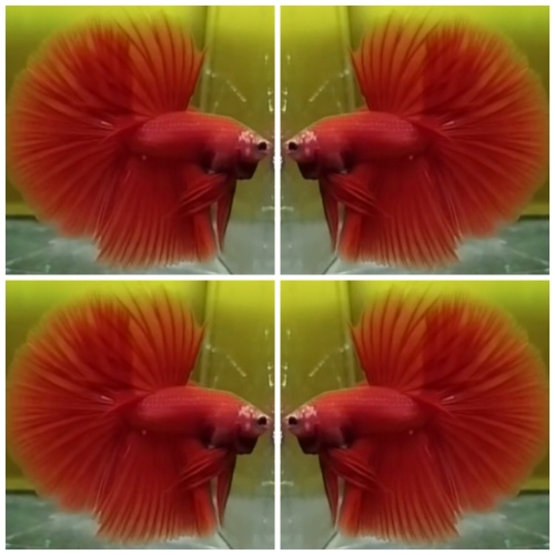 Red HM
