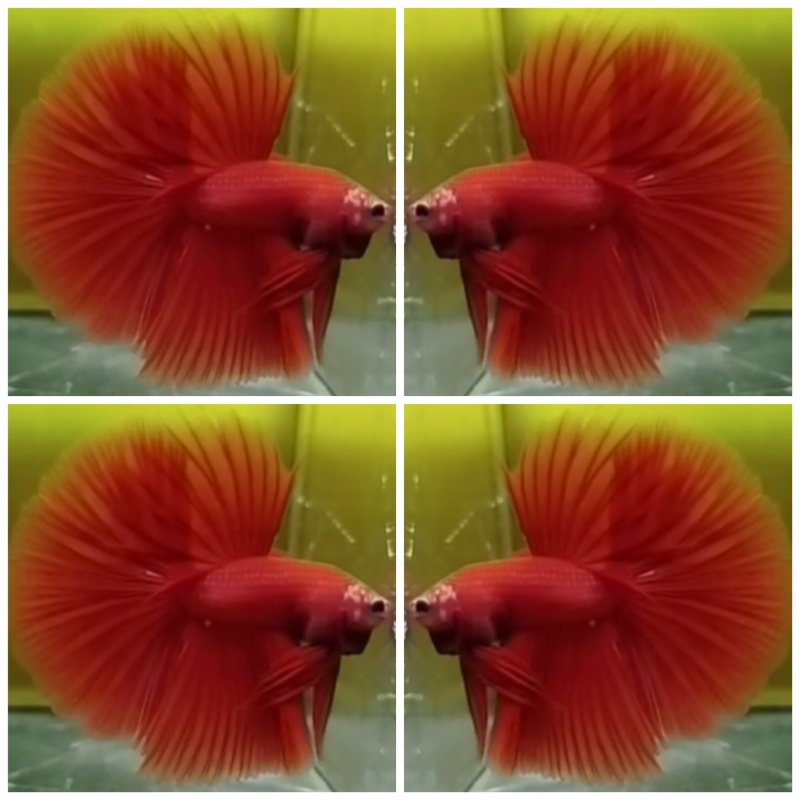 Red HM