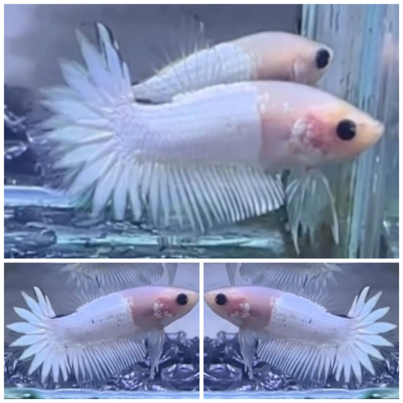 White Casper Star Tail