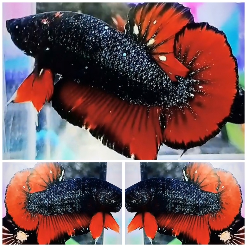 Best Avatar Glitter