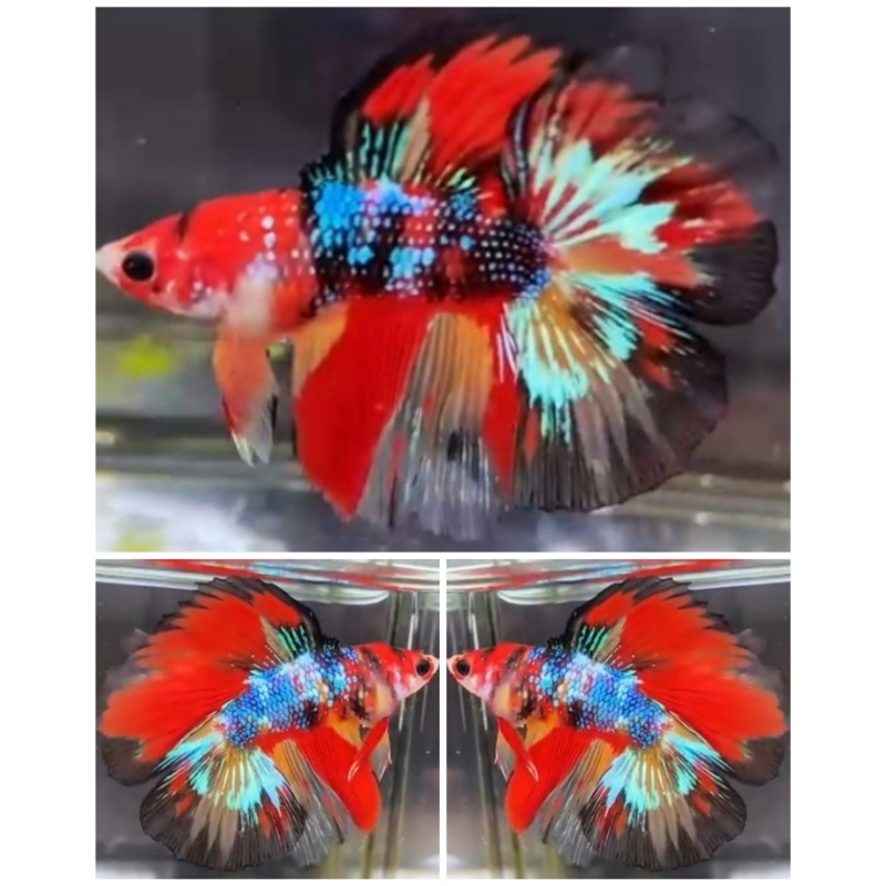 Best Multicolour HMDT