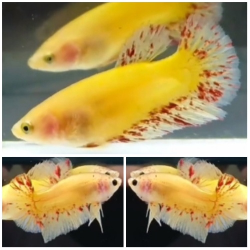 Pair Yellow Vandas