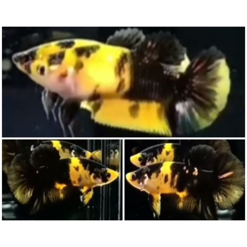 Pair Yellow Bumblebee