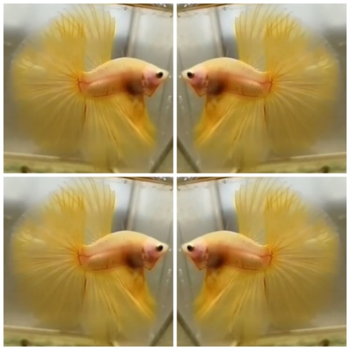 Sweet Yellow Banana