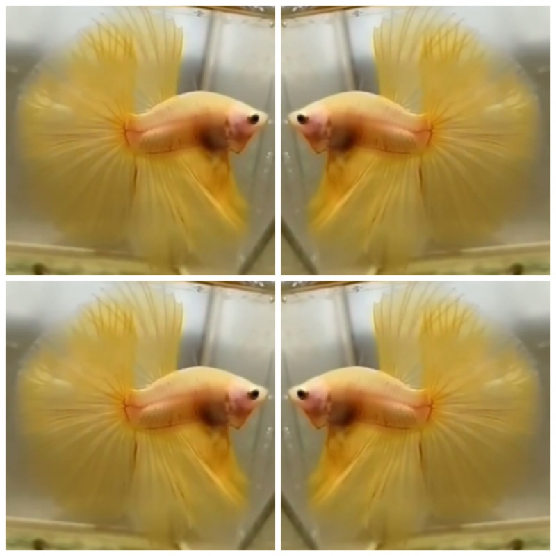 Sweet Yellow Banana