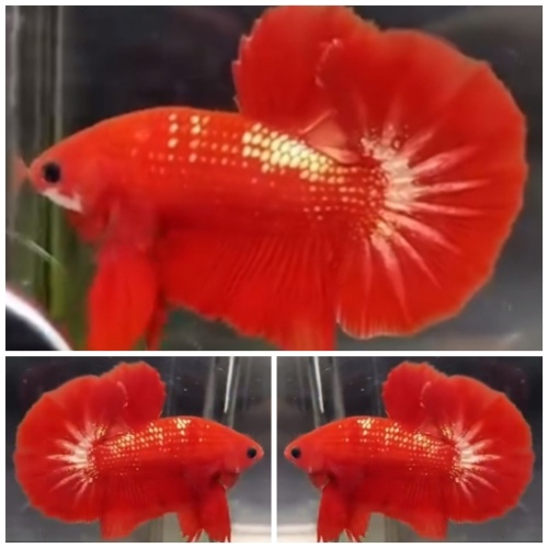 Red Gold Galaxy Big Tail