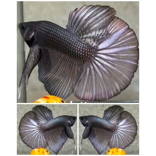 Giant Solid Copper HMPK (6cm)