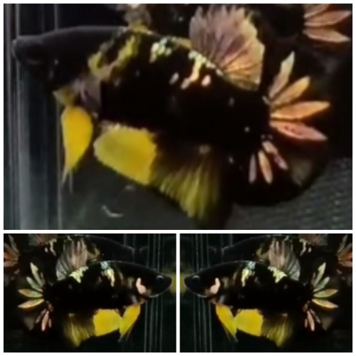 Black Yellow Copper