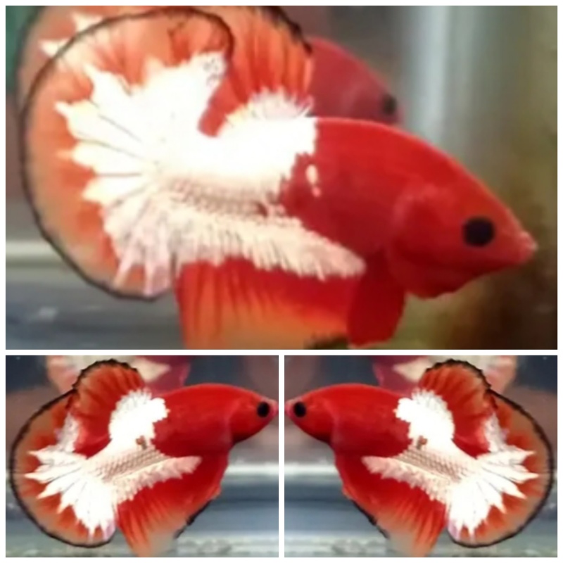 Orange FCCP (sweet pattern)
