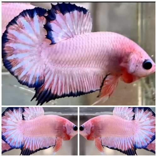 Top Flamingo