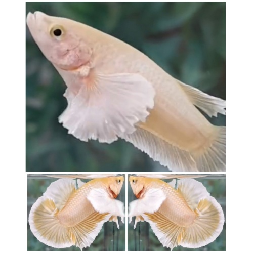 Pair Dumbo Soft Gold