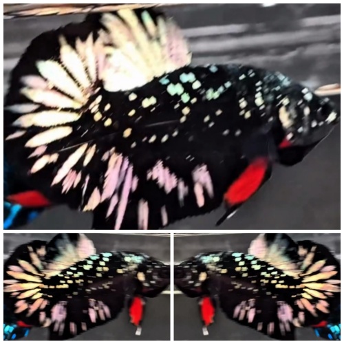 Avatar Copper