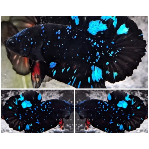 Avatar Nebula