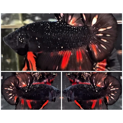 Black Glitter Variation