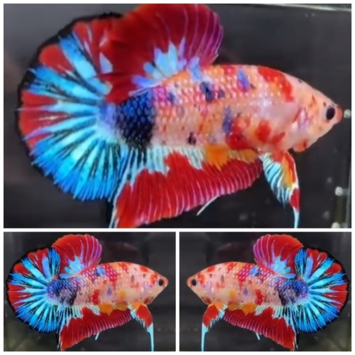 Young Giant Multicolour (5cm)