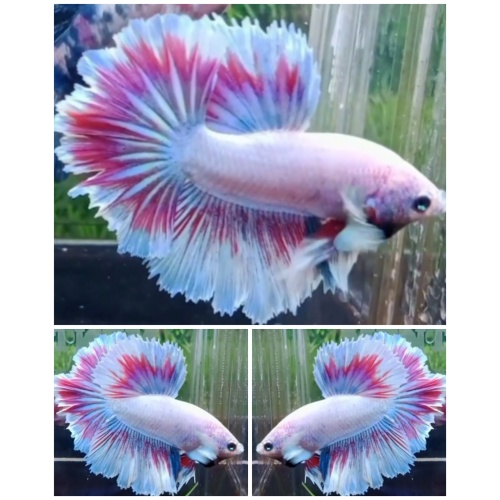 Sweet Rose Tail