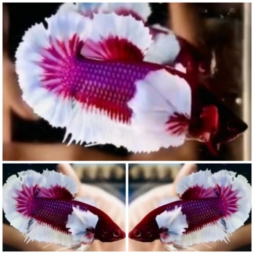 Lavender Dumbo