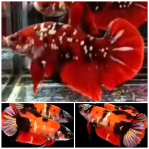 Pair Red Koi Copper